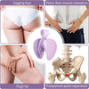 DrNuro™ Pelvic Floor Trainer - The Natural Solution for Lasting Performance &amp; Confidence